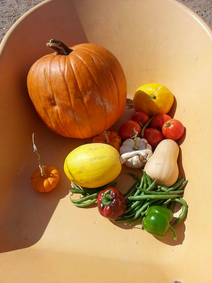 Pumpkins, squash, green beans, bell peppers, and tomatoes sit in at the bottom of an orange faded wheelbarrow. Best Pumpkin Patch in Southern AZ MPA Project Travels