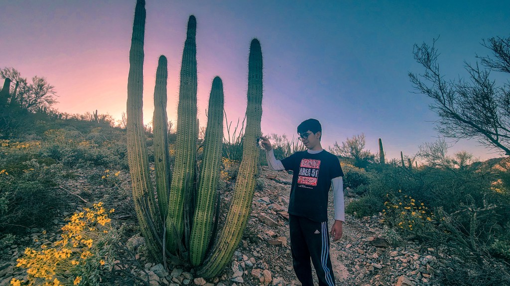 A teenage boy touches a cactus. Camping at Twin Peaks Campground Organ Pipe Cactus National Monument. MPA Project Travels